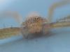 Philodromus sp.